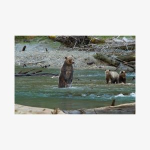 Full Day Grizzly Bear Tour to Toba Inlet