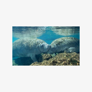 Boat tour from Orlando to snorkel and swim with manatees