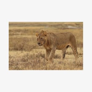 2 Days Tarangire and Ngorongoro Group Camping Safari, Couple