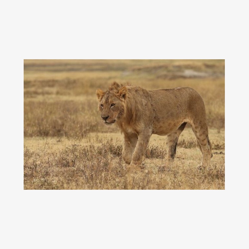 Tarangire-and-Ngorongoro-Group-Camping-Safari-Photoroom