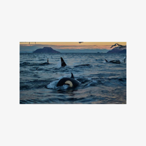 Whale Watching RIB Boat Tour in Skjervoy from Tromso, Family of 4